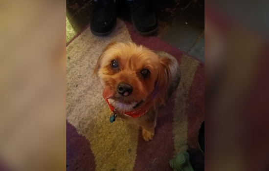 Community Rejoices as Missing 16-Year-Old Pet "Diddle" Found in Middletown After Police and Public Appeal for Help