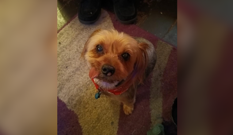 Community Rejoices as Missing 16-Year-Old Pet "Diddle" Found in Middletown After Police and Public Appeal for Help