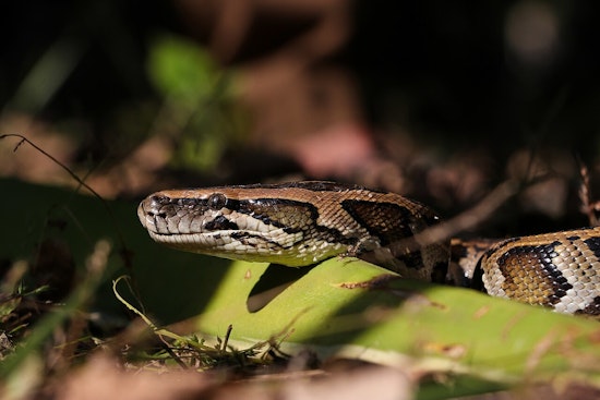 Conservancy of Southwest Florida Extracts Over 6,300 Pounds of Invasive Pythons, Aids Ecosystem Recovery
