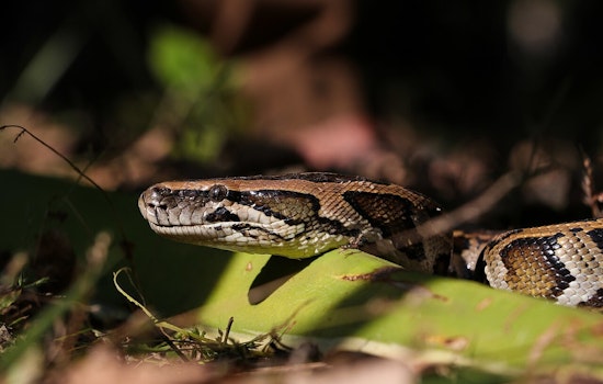 Conservancy of Southwest Florida Extracts Over 6,300 Pounds of Invasive Pythons, Aids Ecosystem Recovery