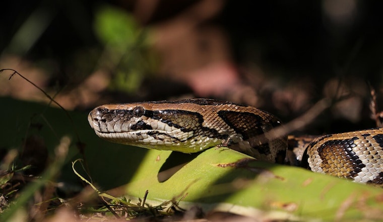 Conservancy of Southwest Florida Extracts Over 6,300 Pounds of Invasive Pythons, Aids Ecosystem Recovery