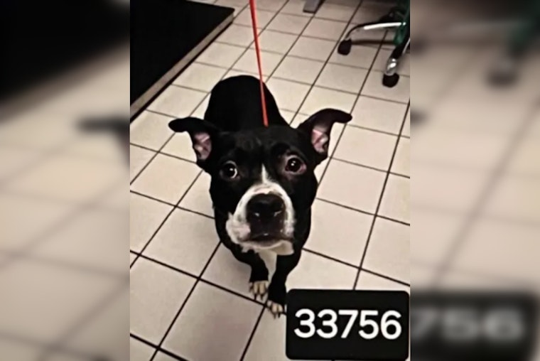 Convicted Florida Dog Decapitator Wants Out of Jail as His Victim's Law Takes Effect