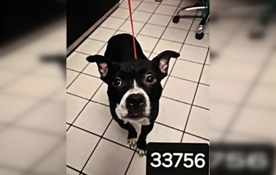 Convicted Florida Dog Decapitator Wants Out of Jail as His Victim's Law Takes Effect