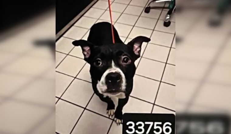 Convicted Florida Dog Decapitator Wants Out of Jail as His Victim's Law Takes Effect