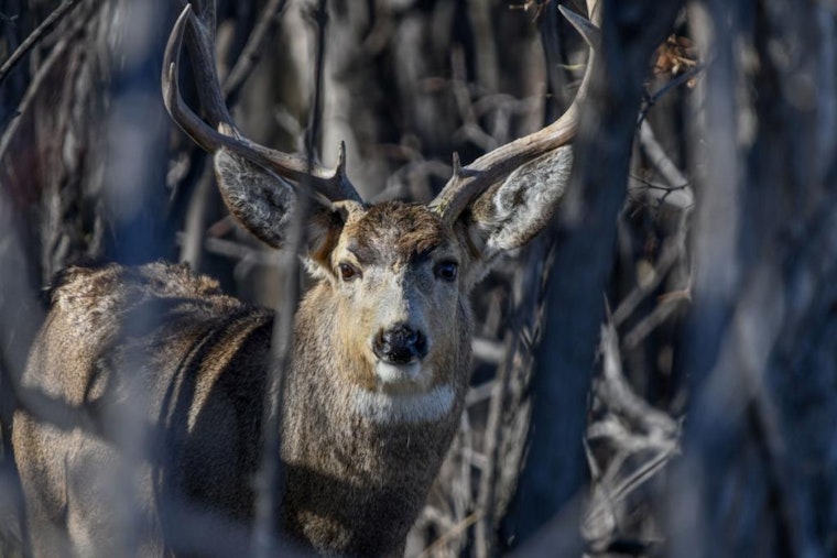 CPW Invites Public Input on Deer Management at Upcoming Southeast Region Sportspersons' Meeting in Colorado Springs