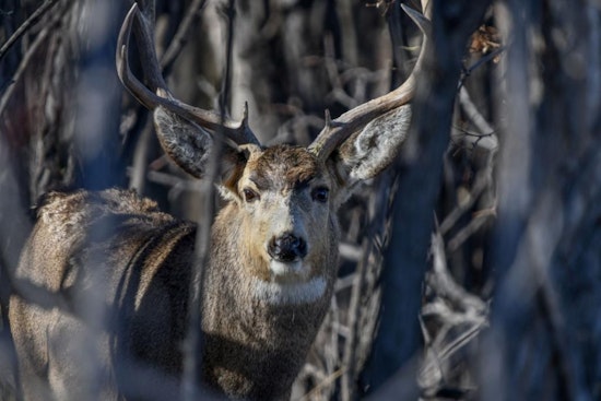 CPW Invites Public Input on Deer Management at Upcoming Southeast Region Sportspersons' Meeting in Colorado Springs