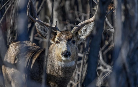 CPW Invites Public Input on Deer Management at Upcoming Southeast Region Sportspersons' Meeting in Colorado Springs