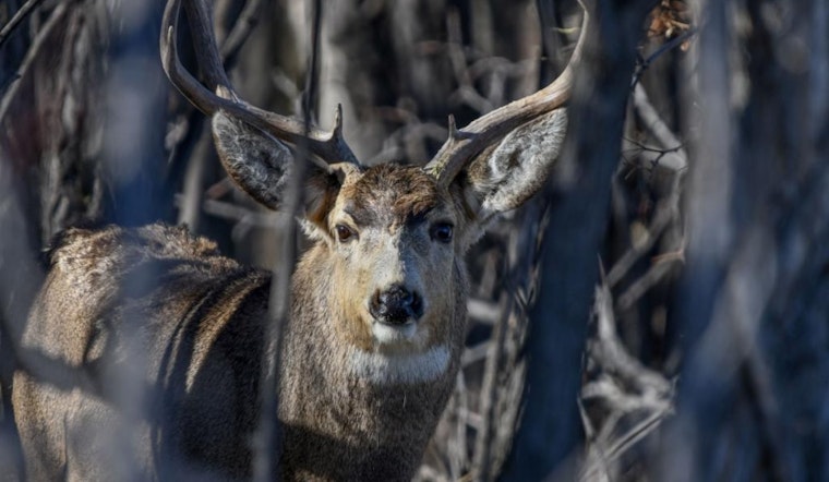 CPW Invites Public Input on Deer Management at Upcoming Southeast Region Sportspersons' Meeting in Colorado Springs