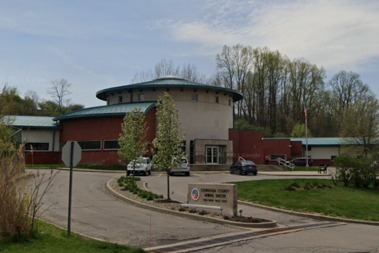 Cuyahoga County Animal Shelter Hosts 9th Annual Adoptapalooza with Special $20 Adoption Fees