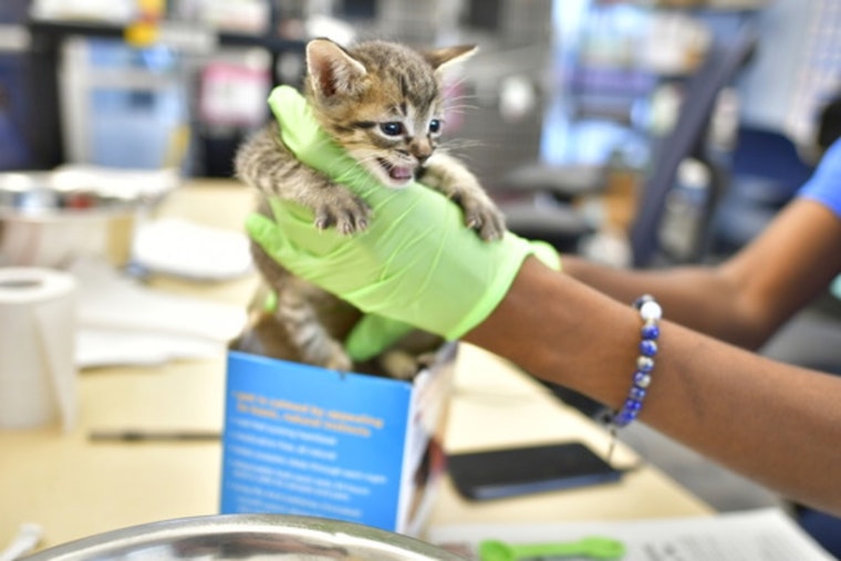 Dallas Animal Services Ramps Up Protocols Amid Kitten Health Crisis, Calls for Increased Volunteer Support