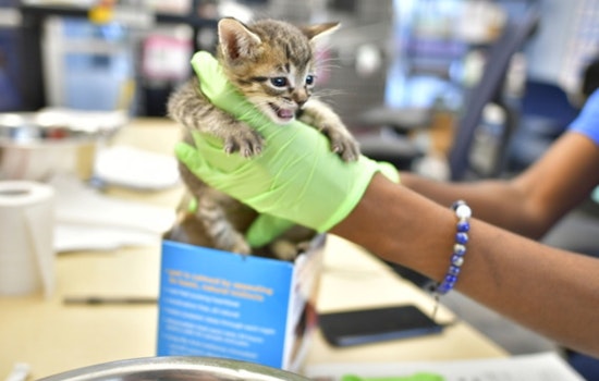 Dallas Animal Services Ramps Up Protocols Amid Kitten Health Crisis, Calls for Increased Volunteer Support