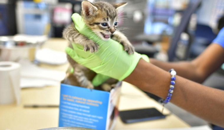 Dallas Animal Services Ramps Up Protocols Amid Kitten Health Crisis, Calls for Increased Volunteer Support