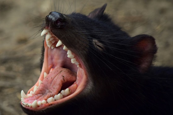 DeKalb County Issues Health Alert After Two Confirmed Cases of Rabies in Dead Cats
