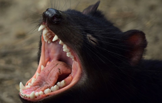 DeKalb County Issues Health Alert After Two Confirmed Cases of Rabies in Dead Cats