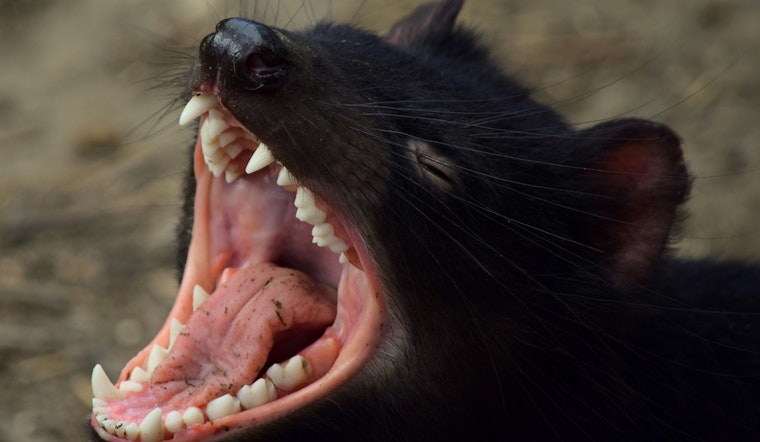 DeKalb County Issues Health Alert After Two Confirmed Cases of Rabies in Dead Cats