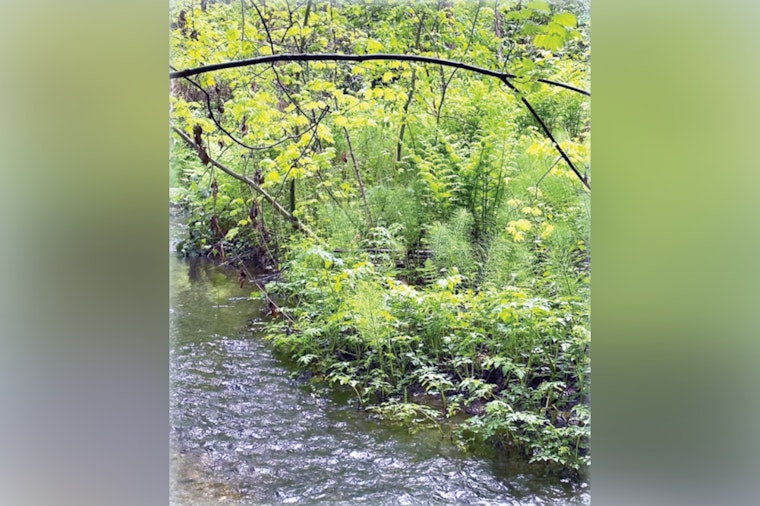 Discover Environmental Stewardship at Tukwila's Virtual Session on Critical Area Conservation