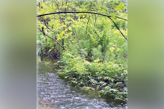 Discover Environmental Stewardship at Tukwila's Virtual Session on Critical Area Conservation