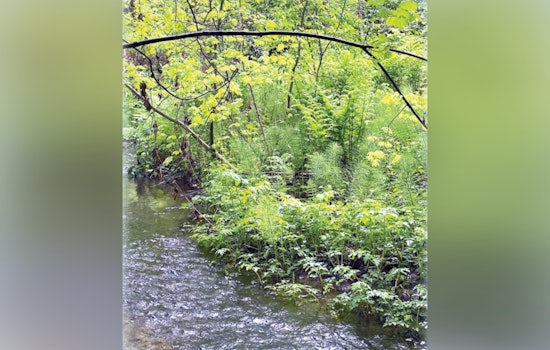 Discover Environmental Stewardship at Tukwila's Virtual Session on Critical Area Conservation