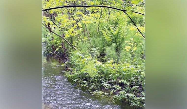 Discover Environmental Stewardship at Tukwila's Virtual Session on Critical Area Conservation