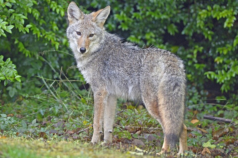 East Bay Regional Park District Issues Coyote Advisory for Bay Area Outdoor Enthusiasts