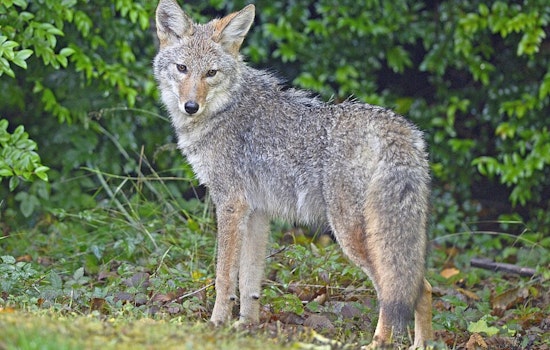 East Bay Regional Park District Issues Coyote Advisory for Bay Area Outdoor Enthusiasts