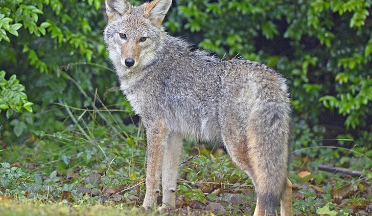 East Bay Regional Park District Issues Coyote Advisory for Bay Area Outdoor Enthusiasts