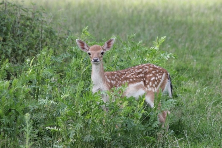 Eden Prairie Authorities Urge Public to Respect Wildlife Growth Cycle During Baby Animal Season