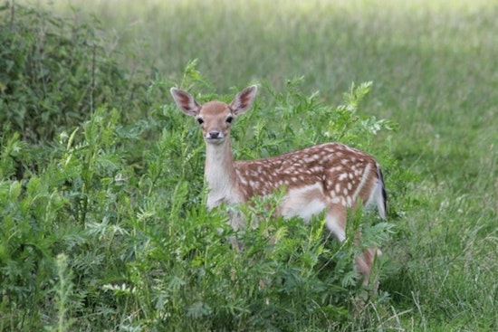 Eden Prairie Authorities Urge Public to Respect Wildlife Growth Cycle During Baby Animal Season