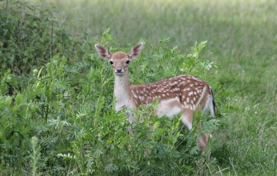 Eden Prairie Authorities Urge Public to Respect Wildlife Growth Cycle During Baby Animal Season