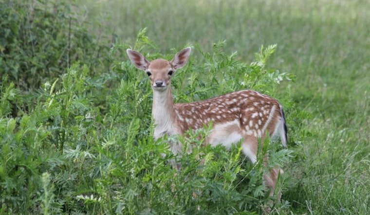 Eden Prairie Authorities Urge Public to Respect Wildlife Growth Cycle During Baby Animal Season