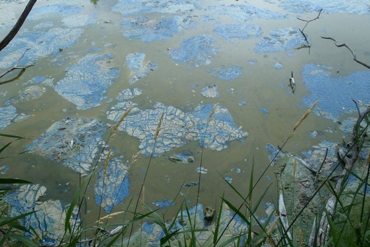 Eden Prairie's Riley Lake Beach Closed Due to Toxic Algal Bloom; Officials Advise Caution