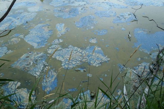 Eden Prairie's Riley Lake Beach Closed Due to Toxic Algal Bloom; Officials Advise Caution