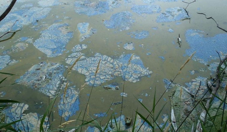Eden Prairie's Riley Lake Beach Closed Due to Toxic Algal Bloom; Officials Advise Caution