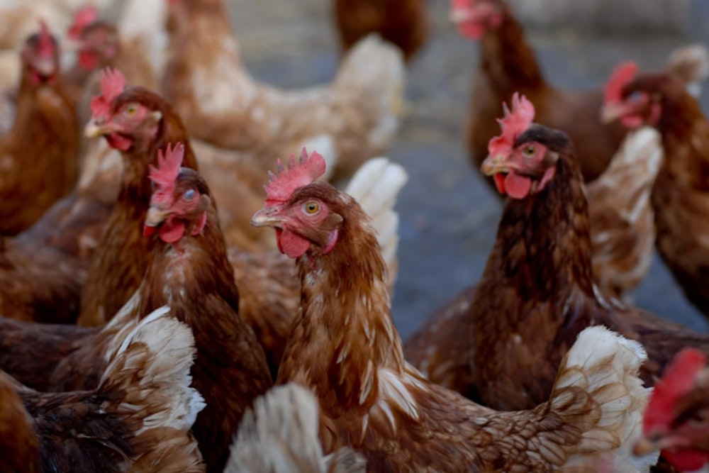 Eggsplosive Prices, US Egg Farmer Squawks at Feds Over Banned Bird Flu Vaccine Amid Poultry Crisis