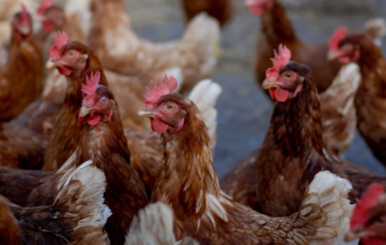 Eggsplosive Prices, US Egg Farmer Squawks at Feds Over Banned Bird Flu Vaccine Amid Poultry Crisis