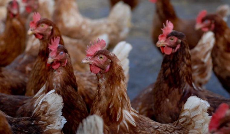 Eggsplosive Prices, US Egg Farmer Squawks at Feds Over Banned Bird Flu Vaccine Amid Poultry Crisis