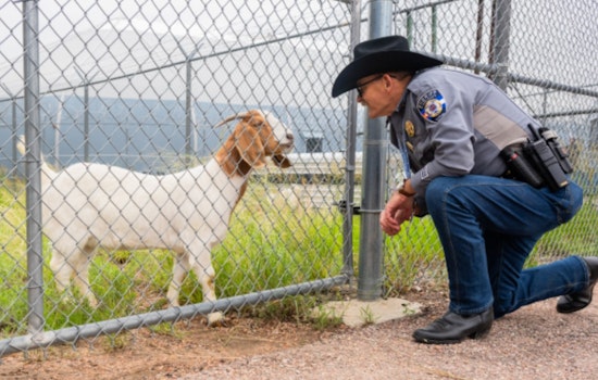 El Paso County Jail Enlists Goat Herd to Combat Invasive Weeds and Boost Fire Safety