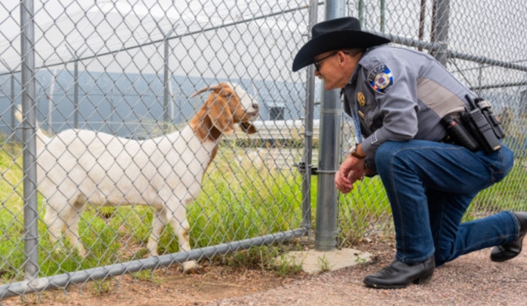 El Paso County Jail Enlists Goat Herd to Combat Invasive Weeds and Boost Fire Safety