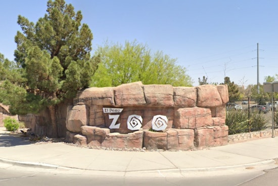 El Paso Zoo Celebrates Spring with New Births: Endangered Species Among Charming Additions