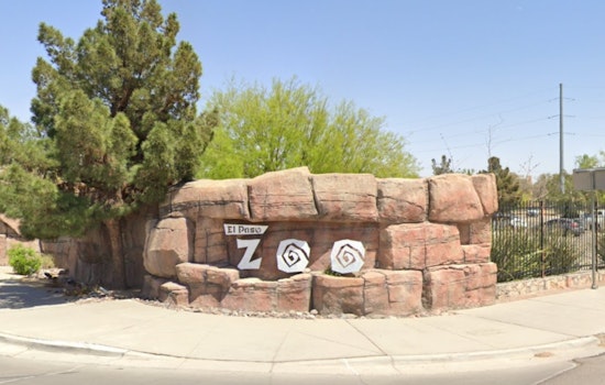 El Paso Zoo Celebrates Spring with New Births: Endangered Species Among Charming Additions
