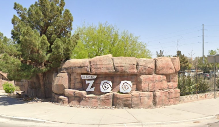El Paso Zoo Celebrates Spring with New Births: Endangered Species Among Charming Additions