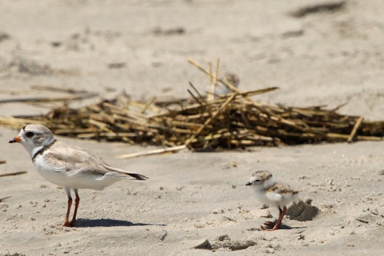 Excitement and Caution as Endangered Piping Plovers Hatch Three Chicks at Chicago's Montrose Beach