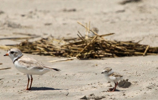 Excitement and Caution as Endangered Piping Plovers Hatch Three Chicks at Chicago's Montrose Beach