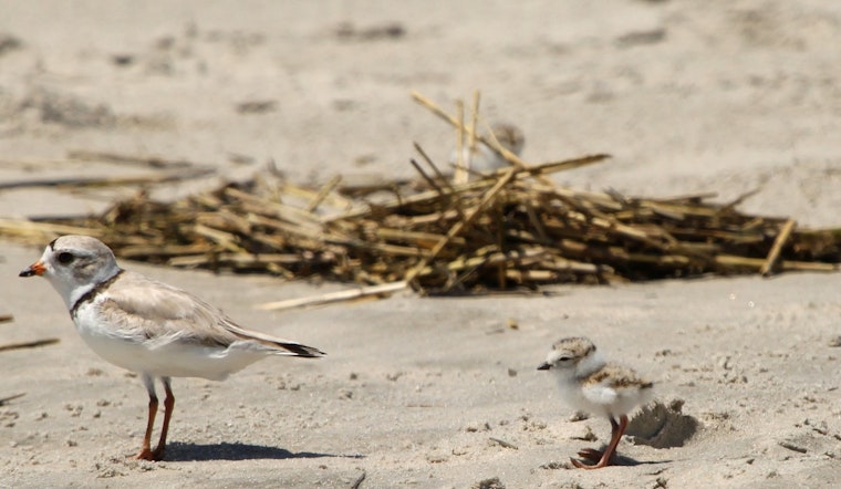 Excitement and Caution as Endangered Piping Plovers Hatch Three Chicks at Chicago's Montrose Beach