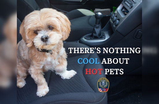 Franklin Police Warn Against Leaving Pets in Hot Cars, Outline Legal Steps for Rescues