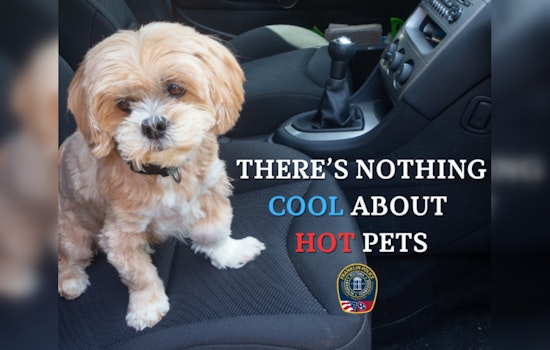 Franklin Police Warn Against Leaving Pets in Hot Cars, Outline Legal Steps for Rescues