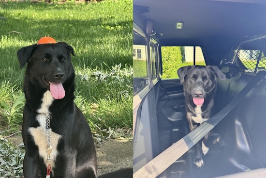 Gahanna Police Show Lighter Side with Humorous Appeal to Find Lost Dog's Owners