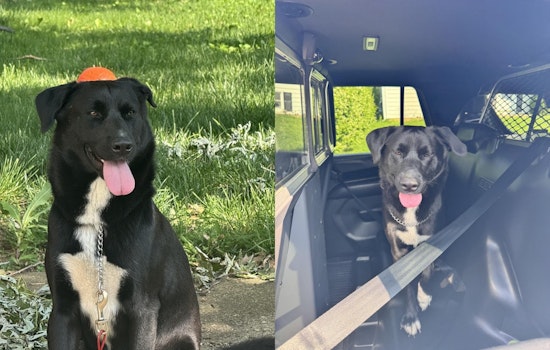 Gahanna Police Show Lighter Side with Humorous Appeal to Find Lost Dog's Owners