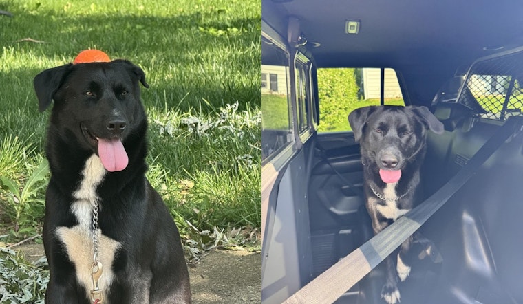 Gahanna Police Show Lighter Side with Humorous Appeal to Find Lost Dog's Owners