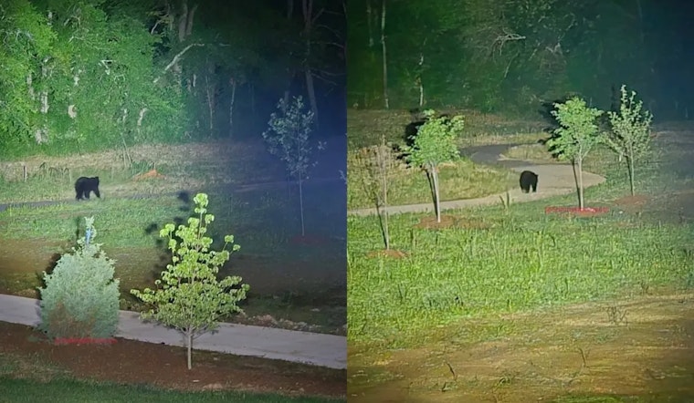 Gallatin Mourns as Black Bear Fatally Struck by Vehicle on Vietnam Veterans Blvd, TWRA Cautions on Relocation Risks